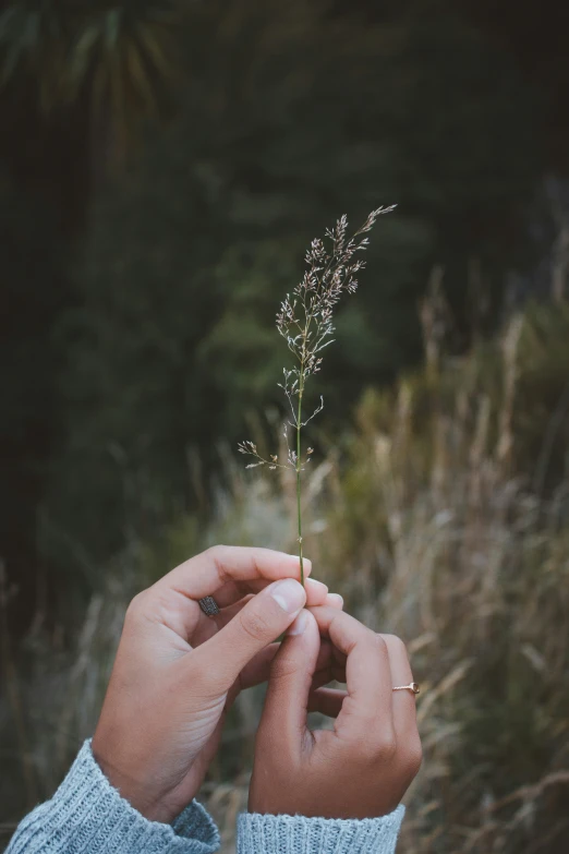 a person reaching for a plant through the air