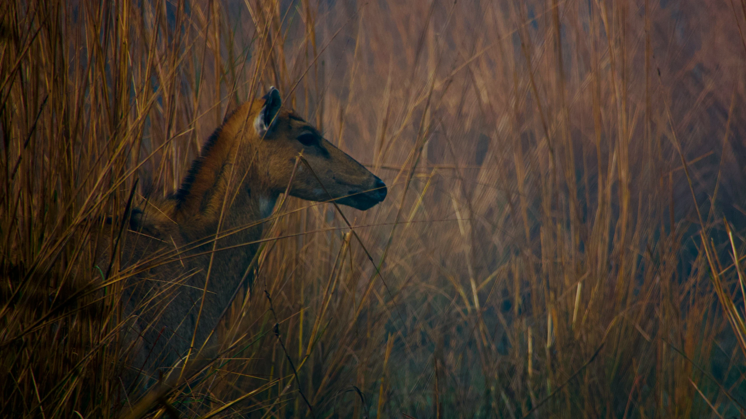 a close - up of a deer's head against a brown background with tall grass