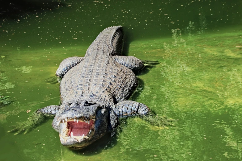 an alligator in the green water with its mouth open