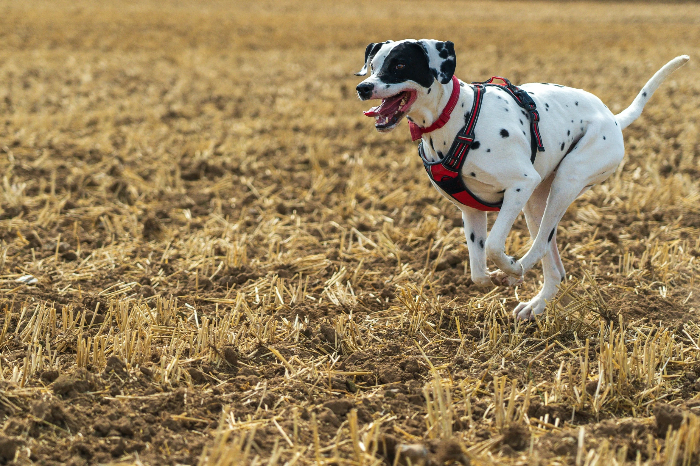 a dalmatian dog running through a field