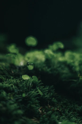 a blurry picture of leaves and moss on the ground