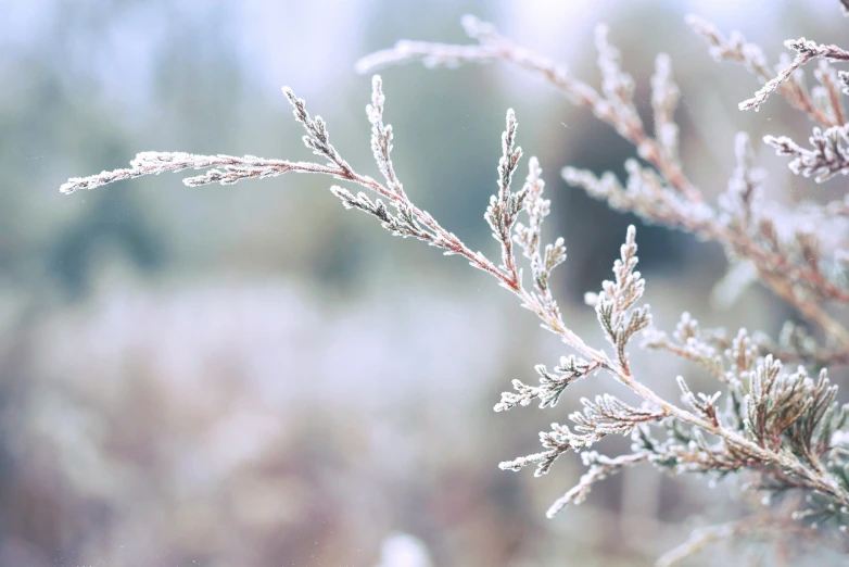 a plant is covered with snow outside in the winter