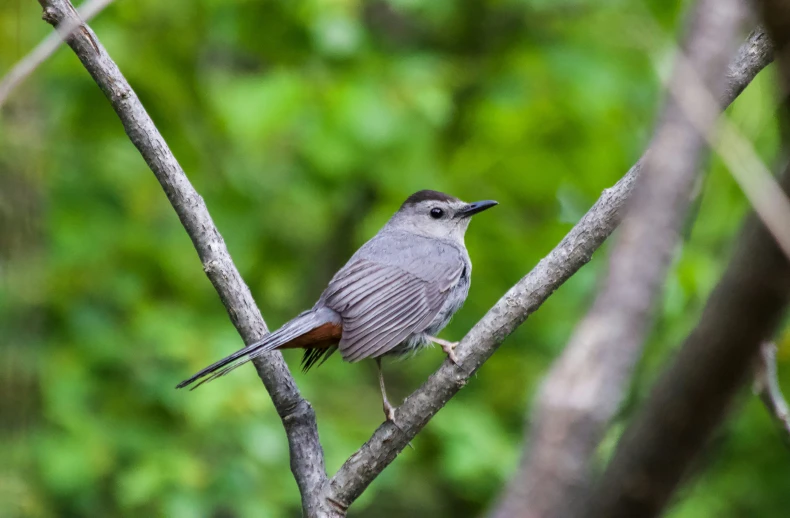 a small bird sits on the nch of a tree