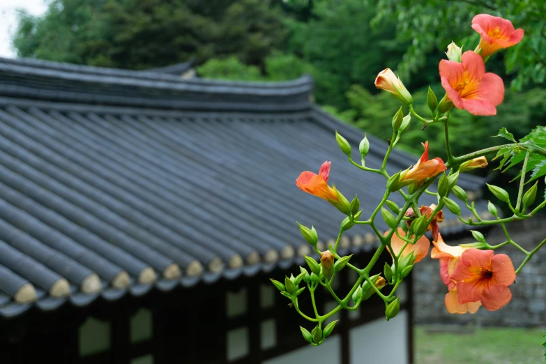 an orange flower on a nch near a building