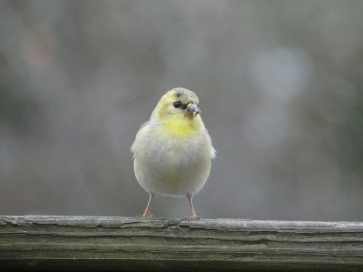 the small yellow bird is perched on a wood rail