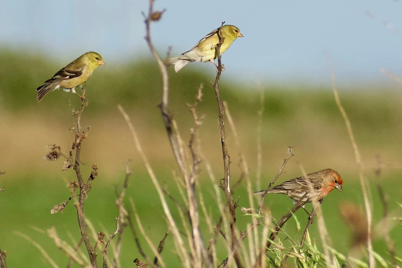 the three small birds are standing on top of some plants