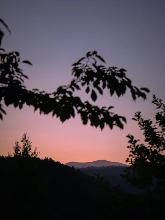 view of tree nches and hills at dusk