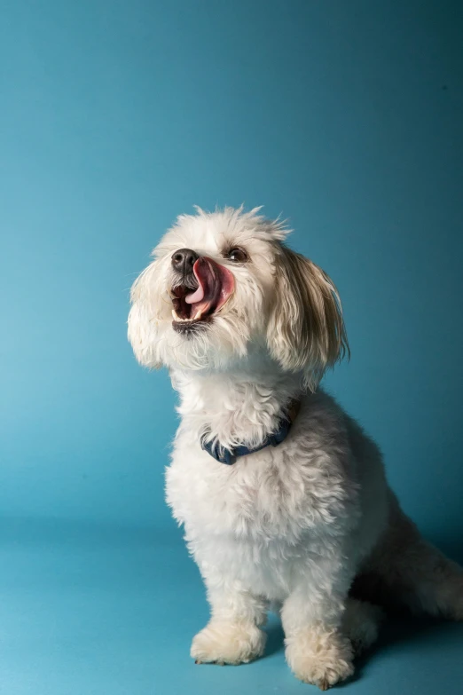 a white dog with his mouth open sitting against a blue background