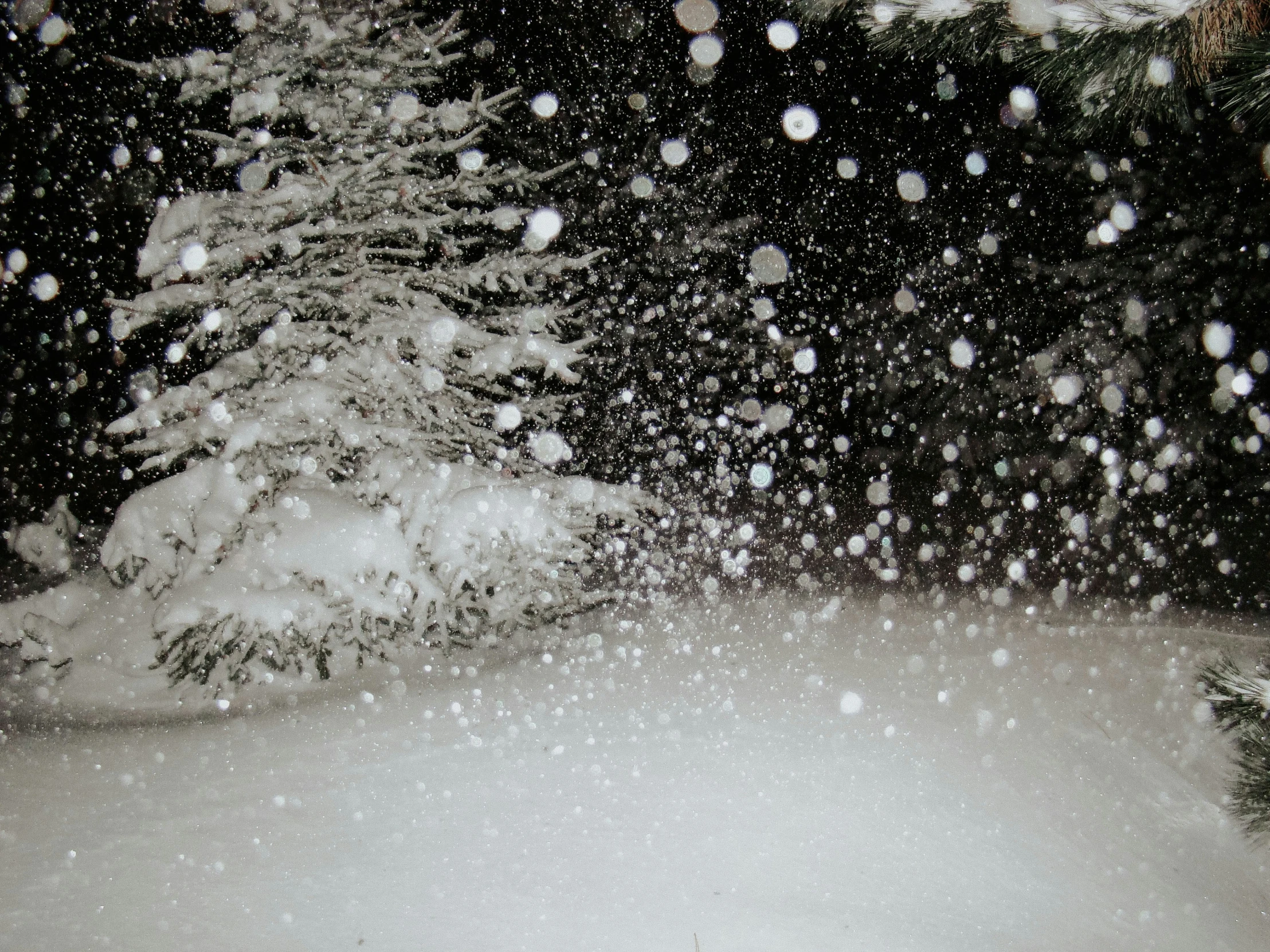 a snowy scene shows trees and snow