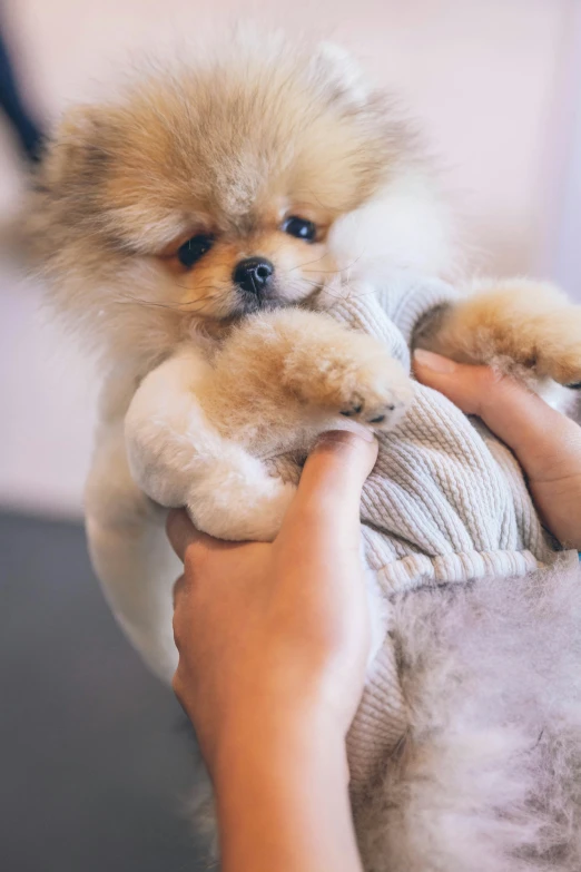a person holds a small dog while wearing a sweater