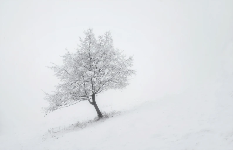 a single tree standing on a snowy hill