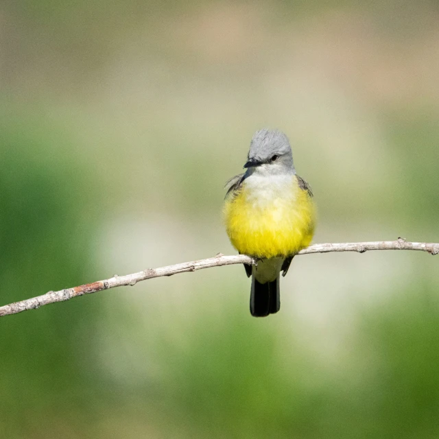 a small yellow bird perched on top of a thin twig