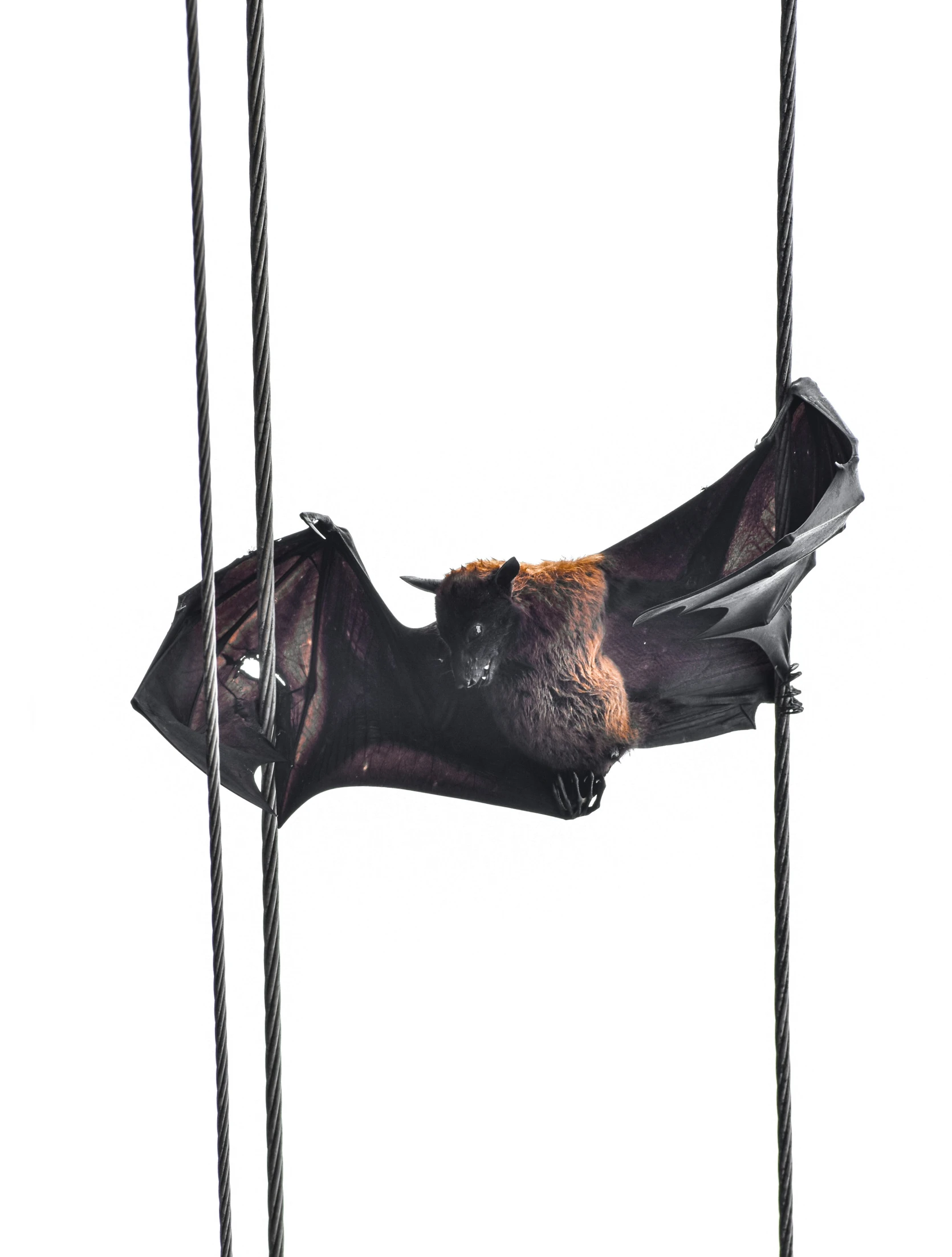 the bat is hanging upside down with its wings spread out