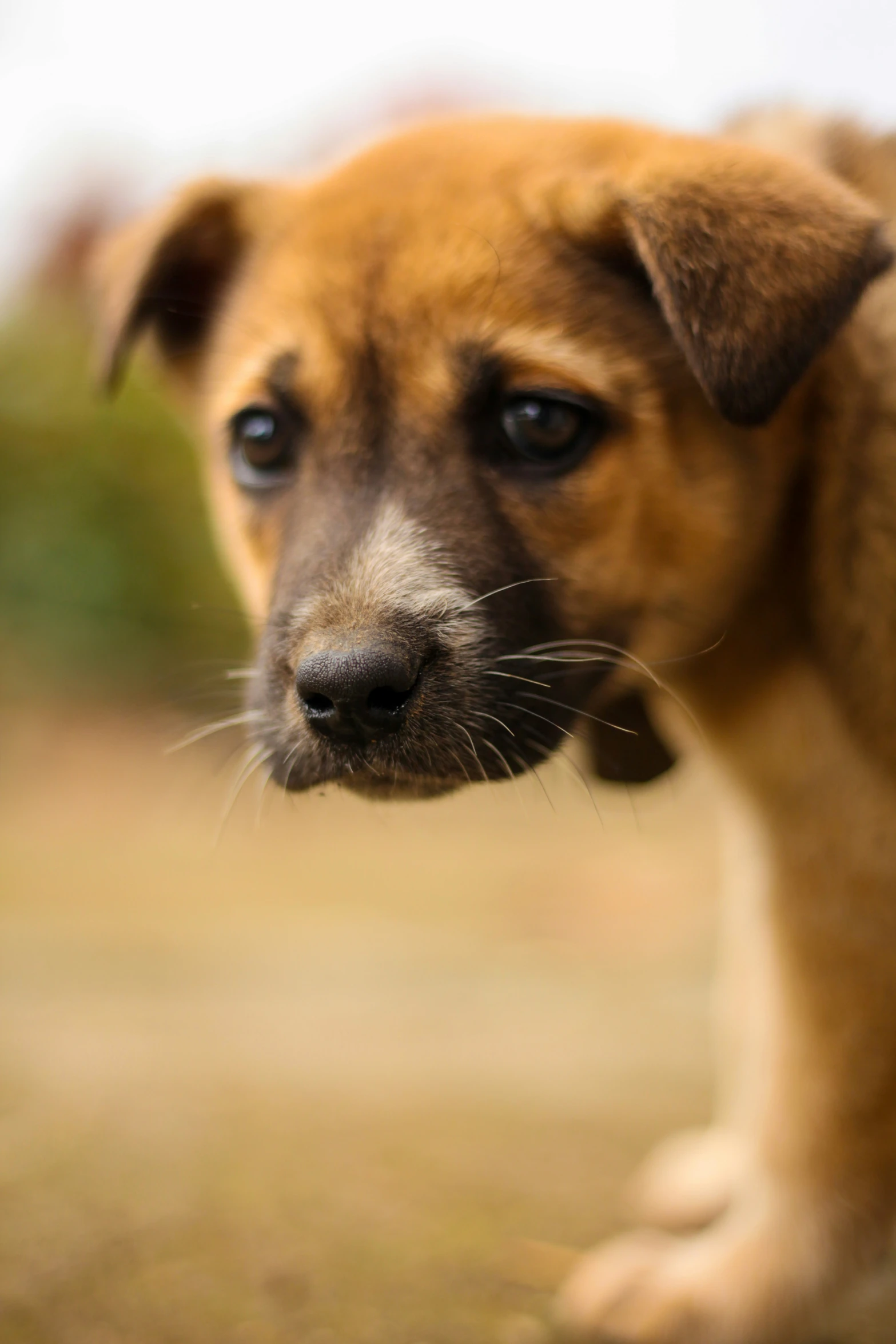 small dog that is looking in to the camera