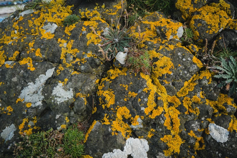 bright yellow lichen growing from some rocks