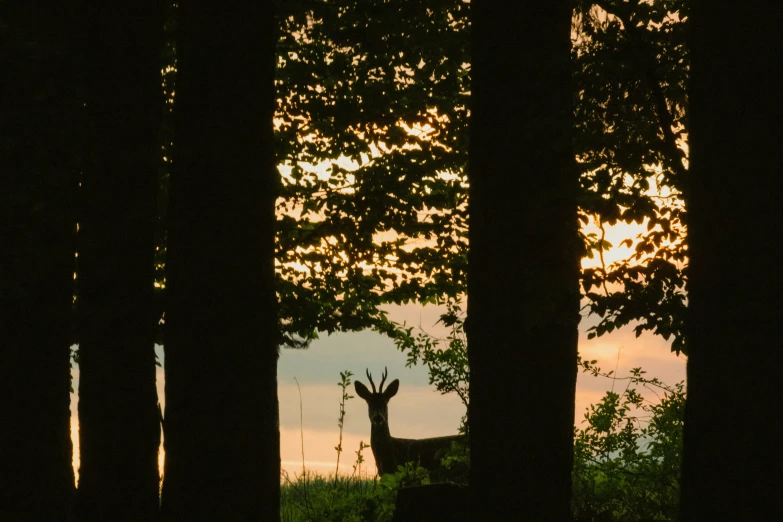 a deer that is standing in the grass by some trees