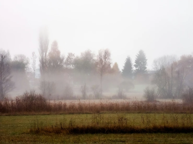 a grassy field covered in fog near some trees