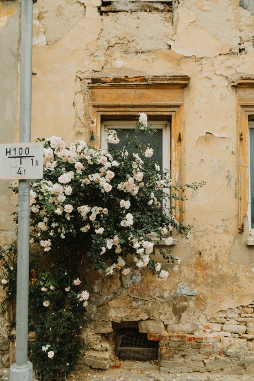 an image of a flower bush growing out of the window