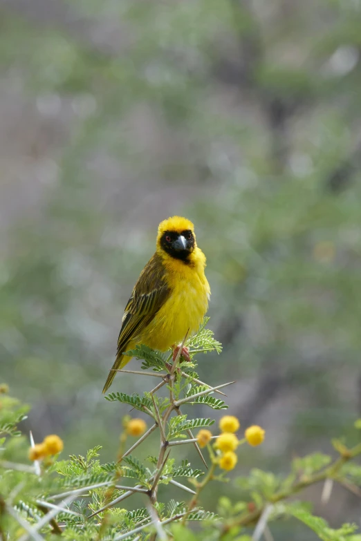 a small yellow bird standing on top of a tree
