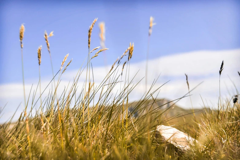 grass in the sun with some very tall flowers