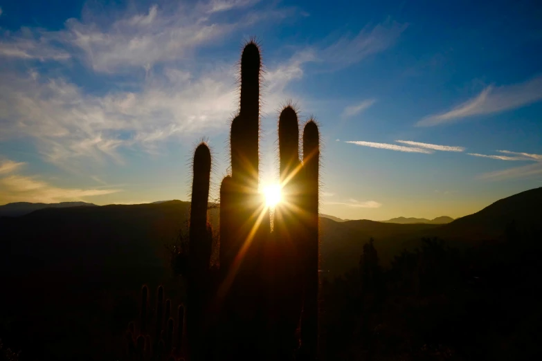 a cactus silhouetted against a blue sky at sunset