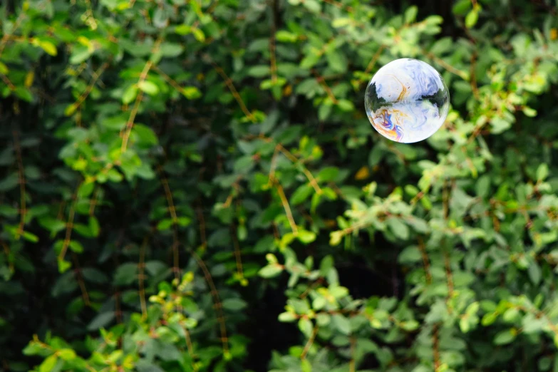 a tree nch that has leaves, nches, and bubbles hanging off it