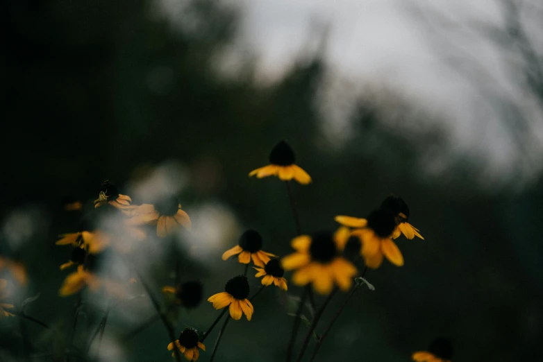 a few yellow flowers are in bloom outside