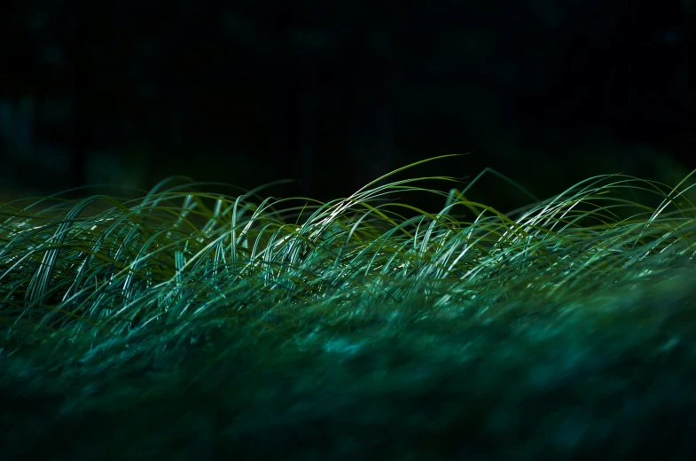 the bright green grass is in the dark