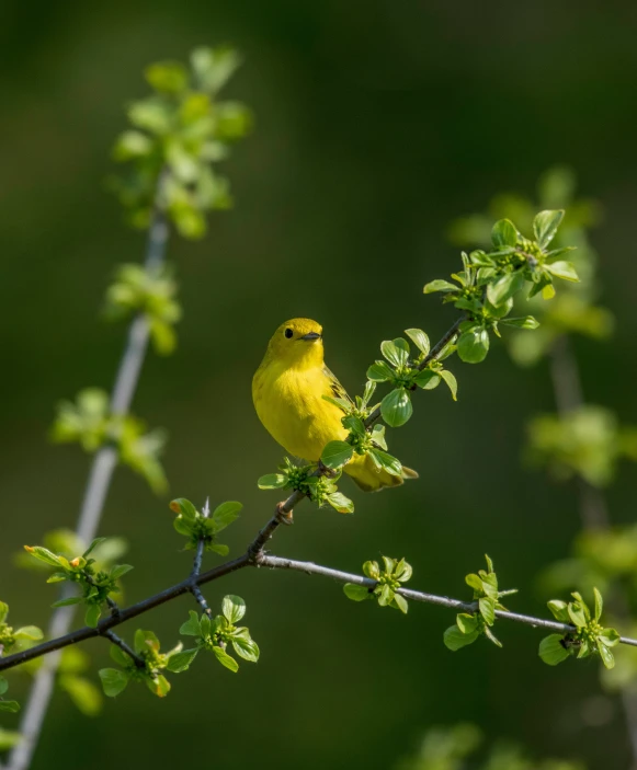 a small yellow bird sitting on top of a tree nch