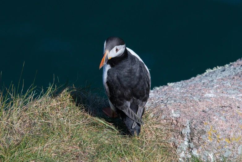 bird sitting on the edge of a cliff looking out at water