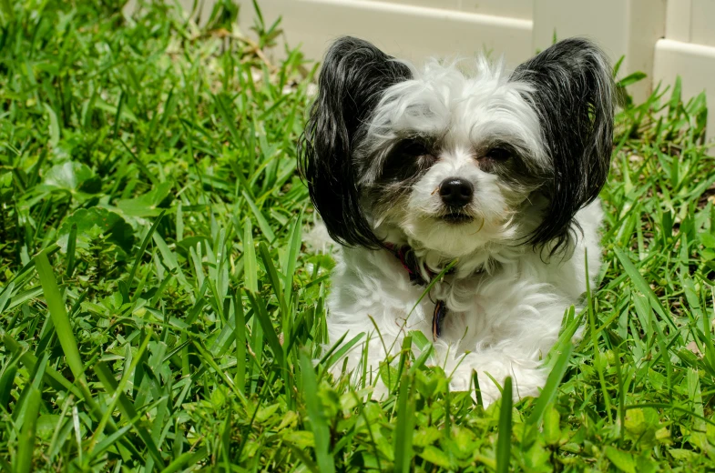 small dog laying in the grass near a fence