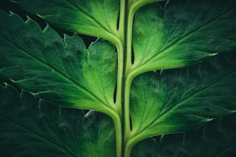 a plant with large leaves growing up the side of it