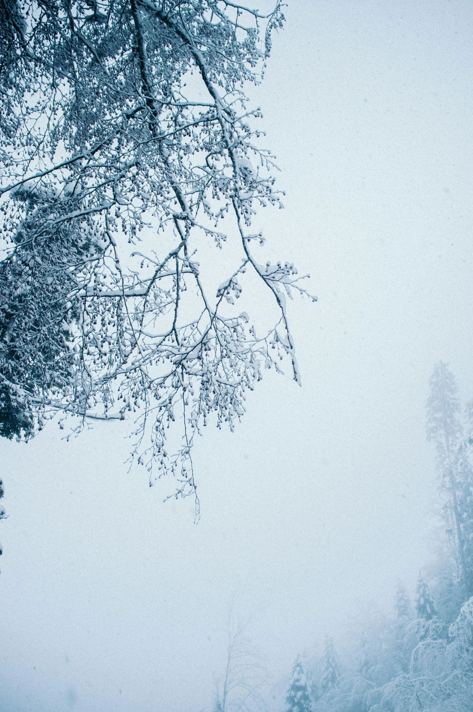 an animal that is walking in the snow