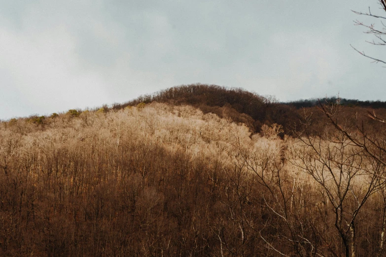 the trees are brown and barren while on the hill is a tall hill