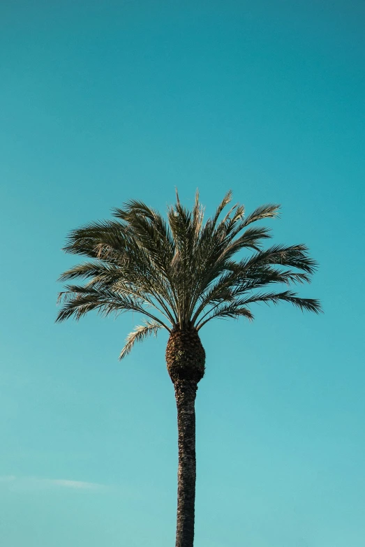 a palm tree with very thin nches