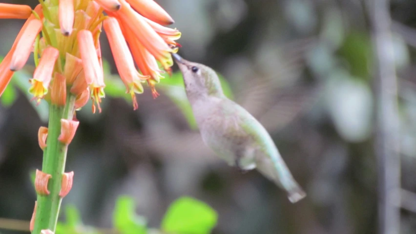 small hummingbird approaching a flower from outside