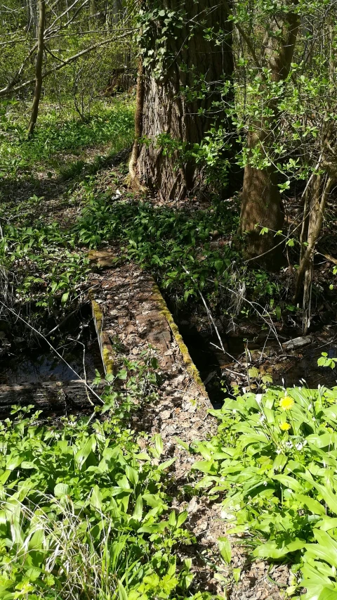 a path in a forest with many trees and plants