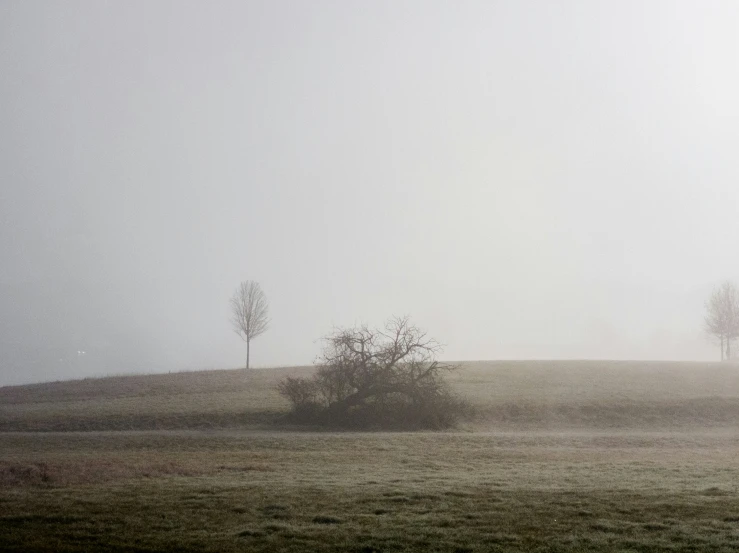 two sheep grazing in an open field during the fog