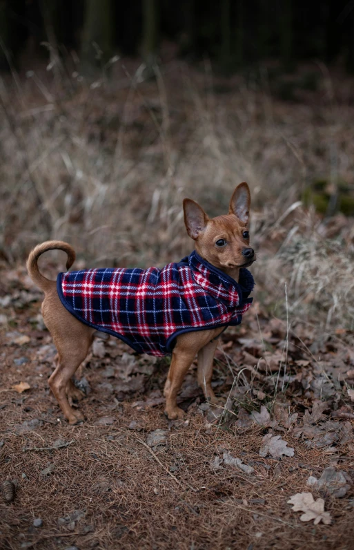 a small dog wearing a coat in the woods