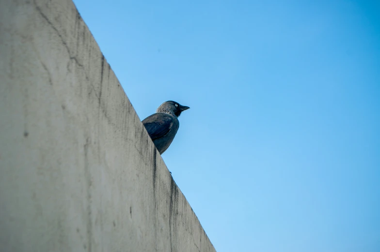 bird sitting on the side of the wall of an urban building