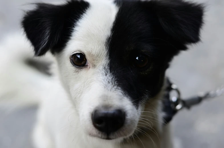 a close up po of a white and black dog