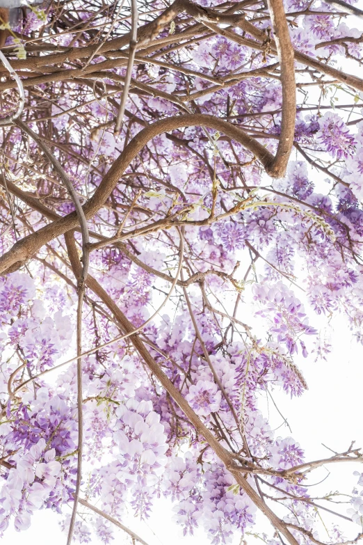 a cat sits in the nches of a tree covered in purple flowers