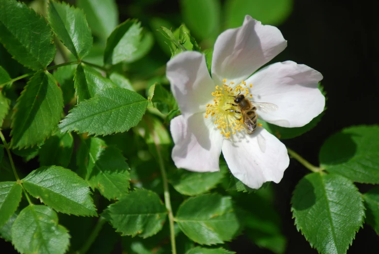 a bee flying towards a flower with green leaves