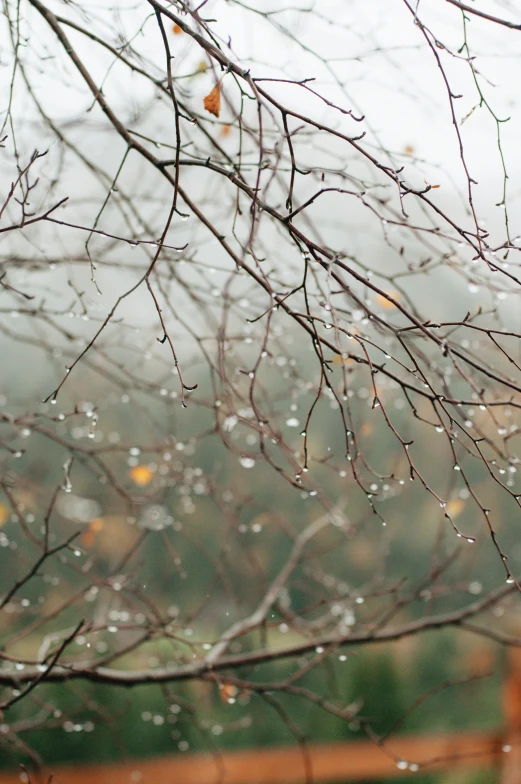 closeup of a tree with no leaves on it