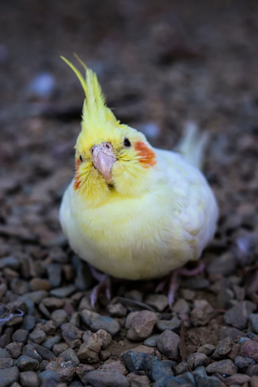 a yellow bird that is standing on some rocks