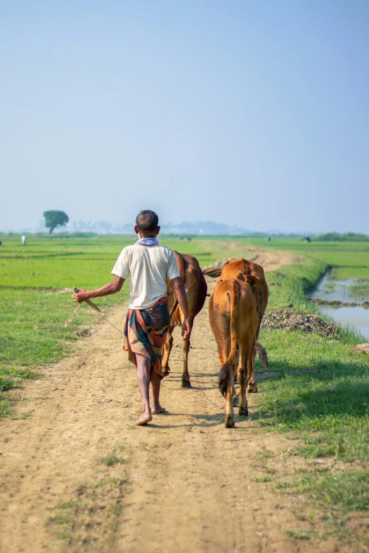 a man walks along the road with a cow