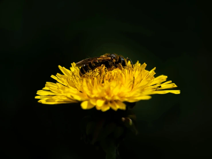 a close up of a bee on a yellow dandelion