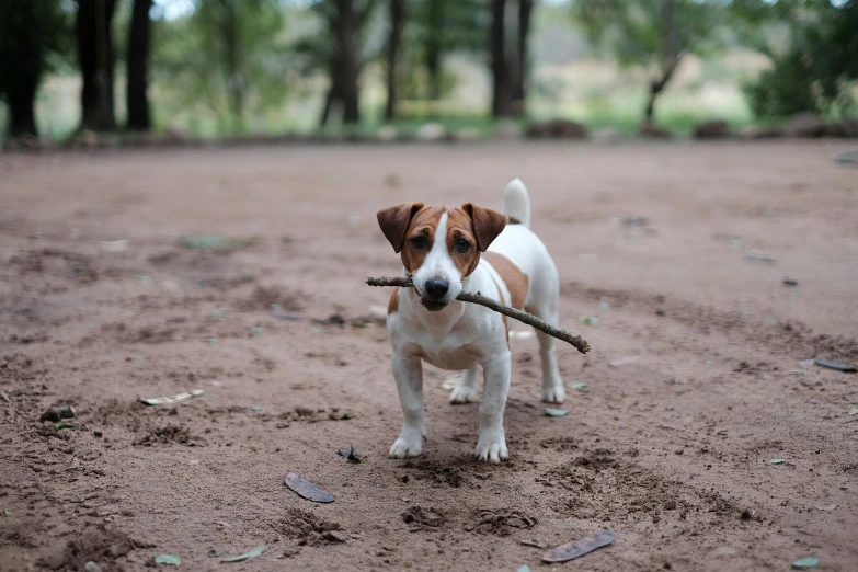 the puppy has a stick in his mouth