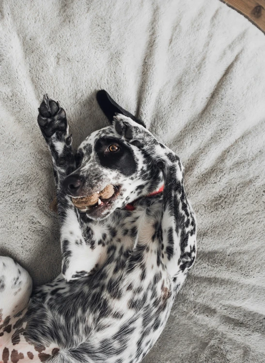 a dog lays down on a white blanket