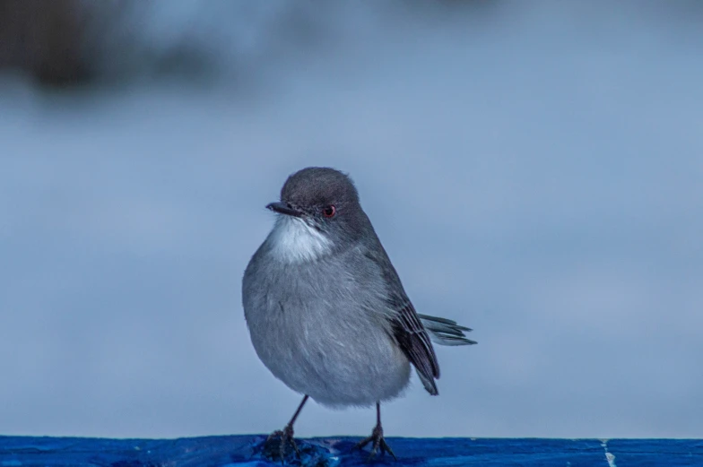 this is an image of a bird in the water